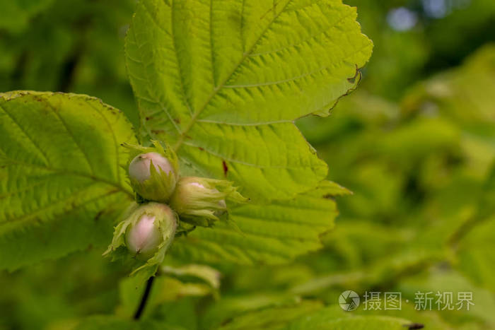 树枝上的榛子未成熟的榛子在树上花园里的榛子拉脱维亚的夏季水果