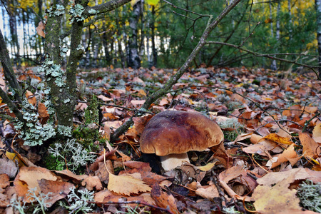 食用蘑菇生长在森林中