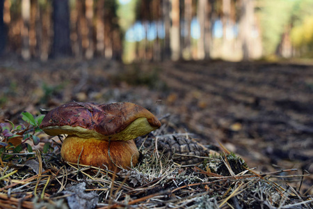 食用蘑菇生长在森林中