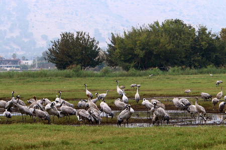 以色列北部国家鸟类保护区呼啦中的候鸟