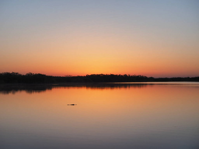 佛罗里达州大沼泽地国家公园九里池塘日出时的鳄鱼