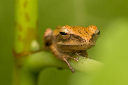 宏观形象美丽的婆罗洲青蛙
