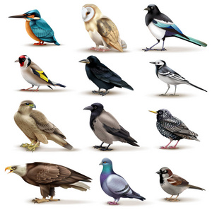 鸟类现实动物收藏