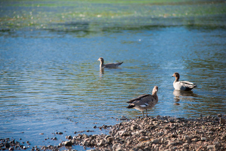 澳大利亚鸟类在澳大利亚布里斯班周围的池塘里寻找食物。 澳大利亚是一个位于地球南部的大陆。
