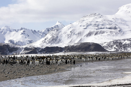 南极洲南乔治亚的索尔兹伯里平原上的一群国王企鹅