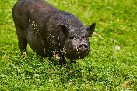 在私人农场的免费草地上，可爱的肥猪肚子里的猪