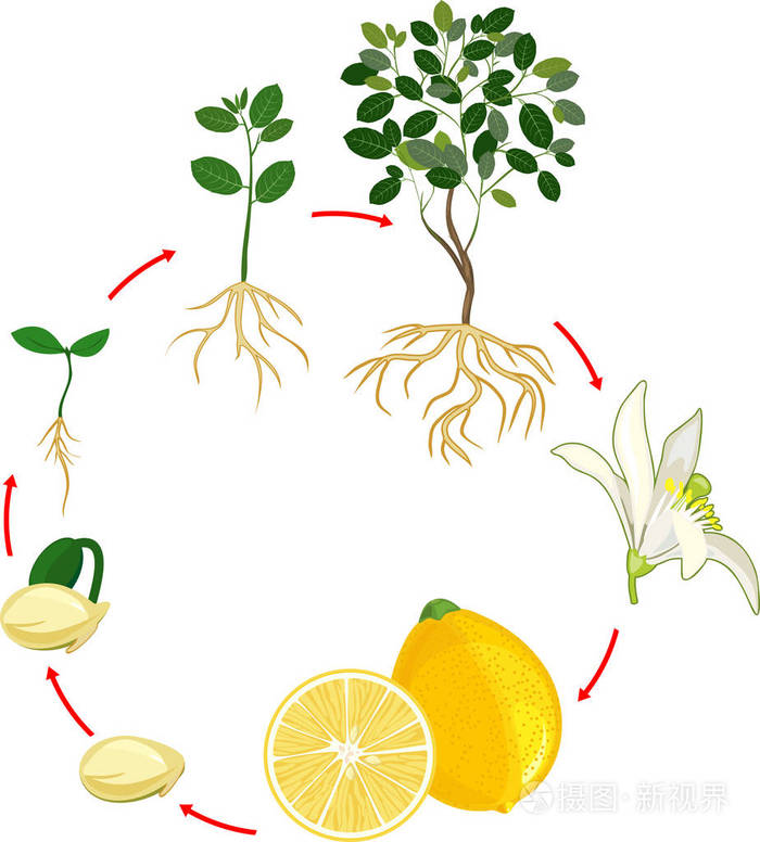 柠檬树的生命周期. 从种子和芽到成年植物与果实的生长阶段