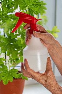 一位老妇人的手喷洒在家里的植物上