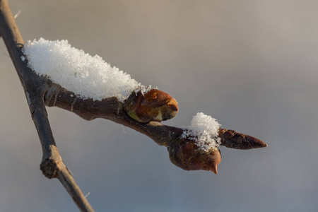 雪下带芽的树枝