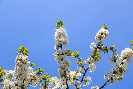意大利蓝天上的白色樱花可能是普鲁斯帕杜斯