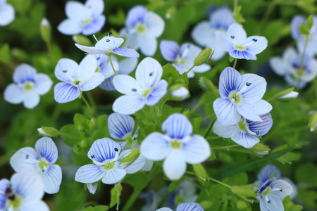 果蝇Menziesii。 背景与花的电话。 乌克兰的性质。 夏天的花晒太阳的花是蓝色的。 背景上的照片。