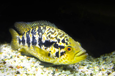 黄鱼海水族馆