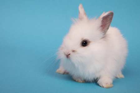 小可爱的兔子照片