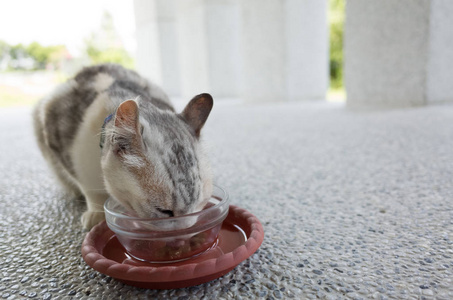 猫吃家猫吃食物的特写镜头