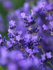 开花紫色薰衣草与蜜蜂