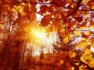晴天的秋天森林景观，橡树叶背景