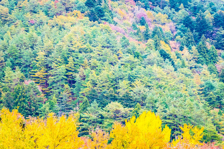 秋天的时候，山上有许多五颜六色的树