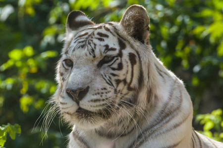 白虎孟加拉虎具有先天性突变。 突变导致老虎的完全白色，白色皮毛和蓝色眼睛上有黑色和棕色条纹。