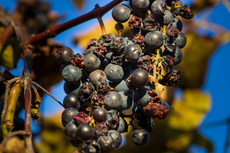 十月收割后，一些葡萄留在藤蔓上，晒干了。
