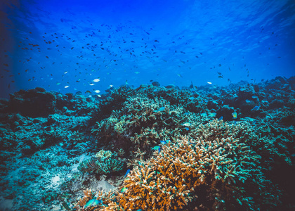 印度洋上五颜六色的明亮软珊瑚的水下图像