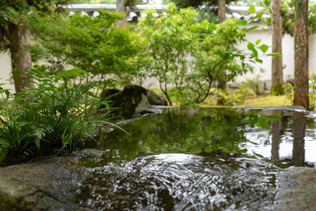 日本海梅吉的科肯花园