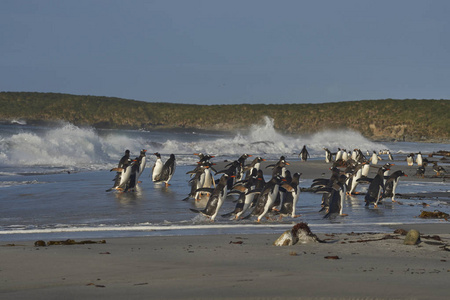 GentooPenguinsPygoscelispapua位于福克兰群岛海狮岛的沙滩上。