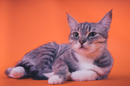橙色背景上的灰色猫。 和平猫的概念