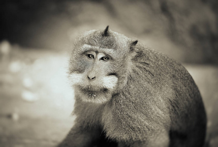 猴子乌布巴利的肖像印度尼西亚
