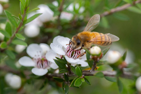 蜜蜂在新西兰的曼库阿花上，蜜蜂从那里生产曼努卡蜂蜜，具有药用特性