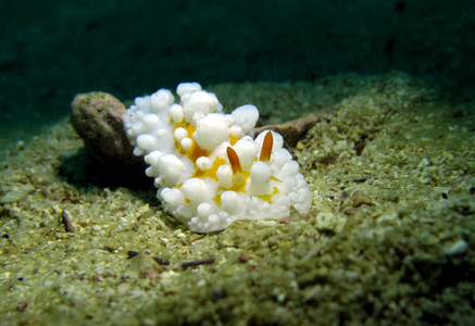 贝壳上的裸鳃。 泰国海湾。