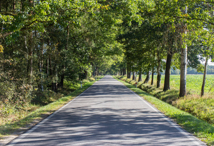 森林里的路