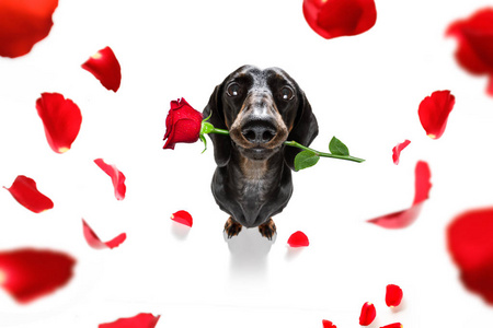 dachshund香肠狗爱上了快乐的情人节，嘴里含着玫瑰花，在白色的背景花瓣上飞舞
