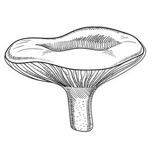 手绘牛奶蘑菇剪影查出在白色图片