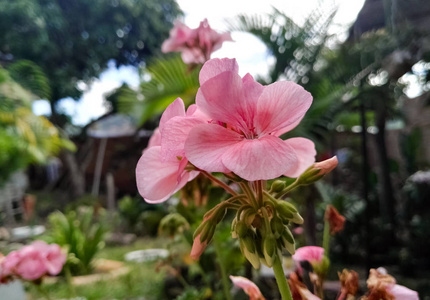 美丽的粉红色天竺葵在一个热带花园，植被丰富。 这朵花柔软花瓣的细节。