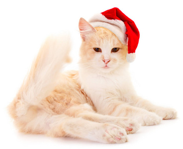 漂亮的红房子猫戴着白色背景的红色圣诞老人帽子。