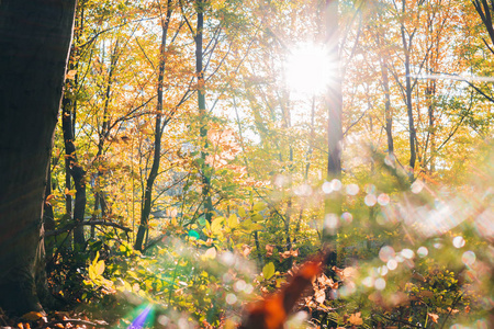 金色树叶上分支，秋季木头与太阳光芒，美丽的风景
