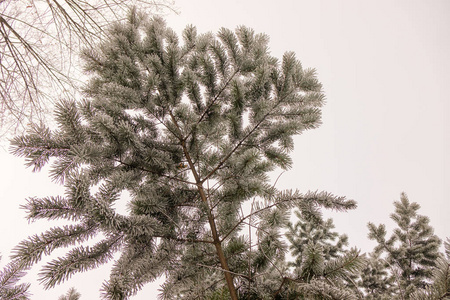 被雪覆盖的常青树的枝条
