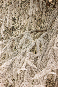 被雪覆盖的常青树的枝条