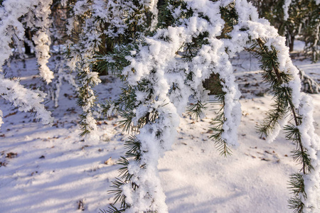 冰雪覆盖的常绿树枝