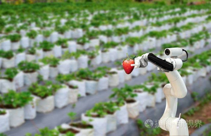智能机器人农民草莓农业未来机器人自动化工作或提高效率