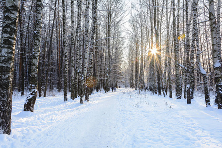 冬天的小路在森林里树木，雪天的风景，寒冷的走在森林里