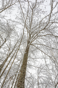 大自然冬天的森林在雪地里的树林里，寒冷的树枝