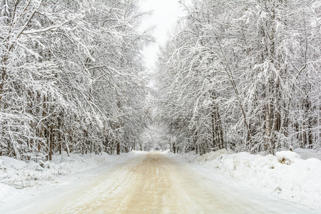 冬天的行道树和松树雪日的风景寒冷