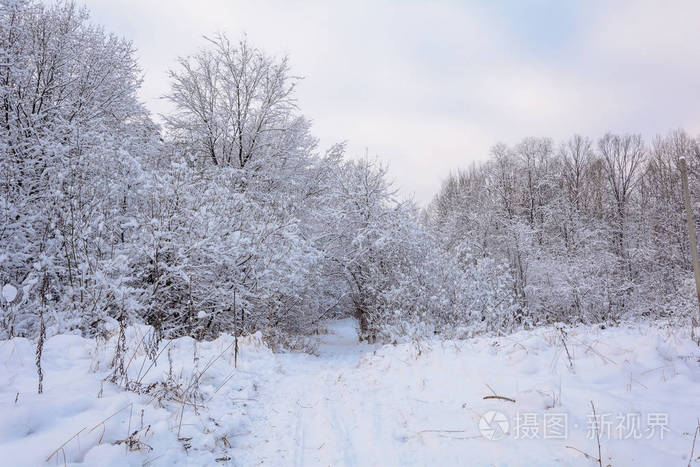 冬天的小路在森林里树木,雪天的风景,寒冷的走在森林里