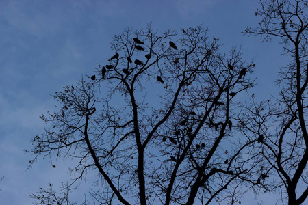 黄昏时分，有几百只乌鸦在公园里飞来飞去