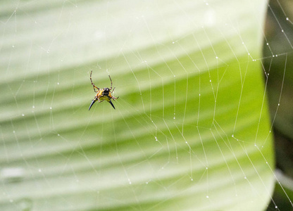 越南森林的毒蜘蛛特写照片图片