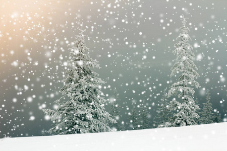 童话冬季景观。 山坡上有雪和霜的松树，在蓝天上被明亮的阳光照亮，飘落的雪花复制了空间背景。 新年快乐，圣诞贺卡快乐。