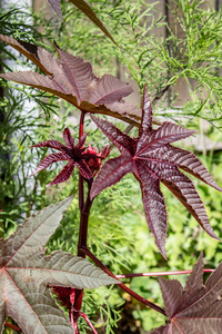 花园里美丽的植物