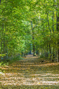 德国秋天颜色的森林