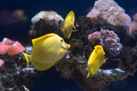 水族馆中带珊瑚礁的黄塘